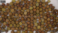 seed