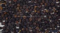 seed