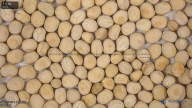 seed