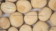column seed