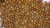 seed