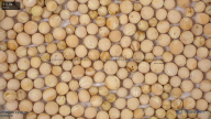 seed