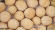 column seed
