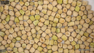 seed