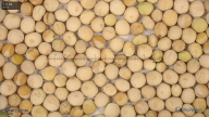 seed