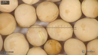 column seed