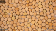 seed
