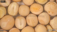 column seed