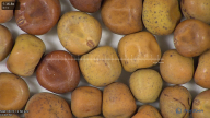column seed