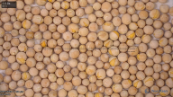 column seed