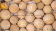 column seed