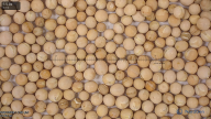 seed