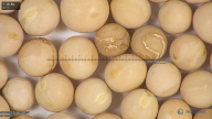 column seed