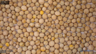 seed