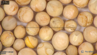column seed