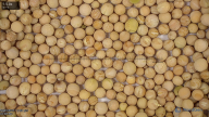 seed