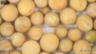 column seed
