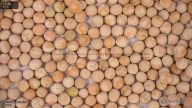seed