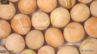 column seed