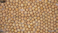 seed