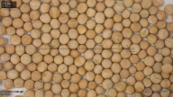 seed