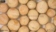 column seed