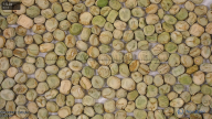 seed