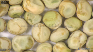 column seed