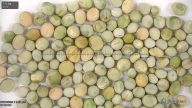 column seed