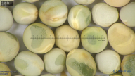 column seed