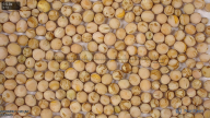 seed