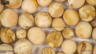 column seed
