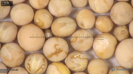 column seed