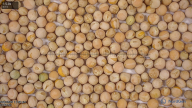 seed