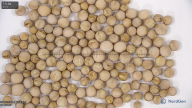 seed