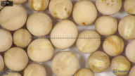 column seed