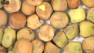 column seed