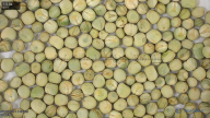 seed