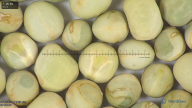 column seed