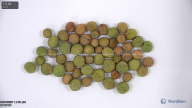 seed
