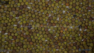 column Seed