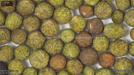 column seed