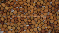 seed