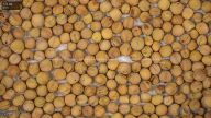 seed