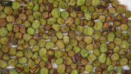 seed