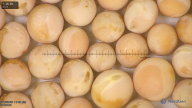 column seed