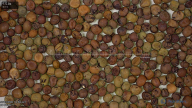 seed