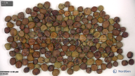 column seed