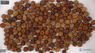 seed