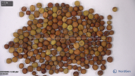 seed